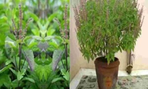Read more about the article धन की समस्या से मुक्ति पाने के लिए करें तुलसी के ये चमत्कारी उपाय, मिलेगी मां लक्ष्मी की कृपा