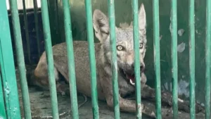 Read more about the article बहराइच में एक और आदमखोर भेड़िया पकड़ा गया, अब तक 10 लोगों को बनाया शिकार