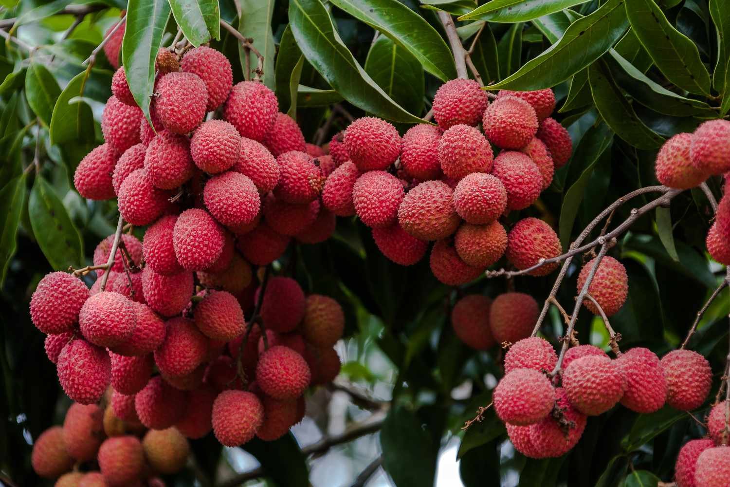 You are currently viewing Lychee Benefits: लीची खाने का शौकीन हैं तो हो जाएं सावधान! जूस पीना बेहतर है या साबुत फल खाना? स्वास्थ्य विशेषज्ञों का बड़ा खुलासा