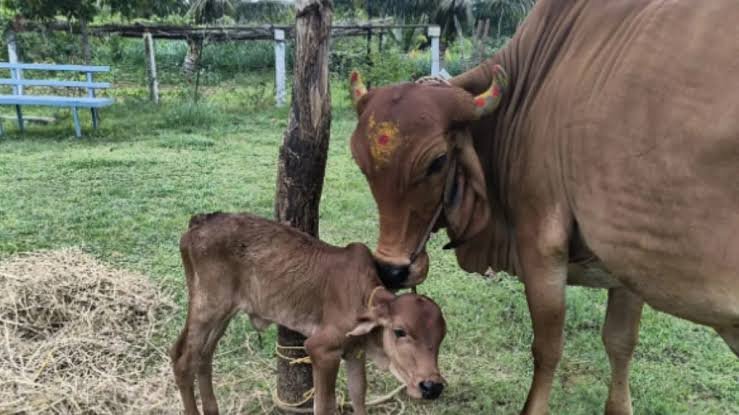 You are currently viewing UP News: गोशालाओं में होंगे मांगलिक कार्यक्रम, गो-पर्यटन से गांवों को मिलेगा कमाई का नया रास्ता