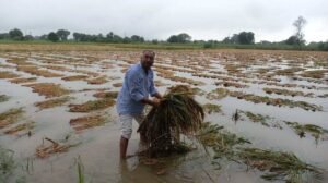Read more about the article UP Weather: दिन में छाया अंधेरा, आंधी-गरज के बाद झमाझम बारिश; धान की फसल पर मंडराया खतरा